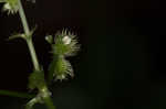 Canadian blacksnakeroot